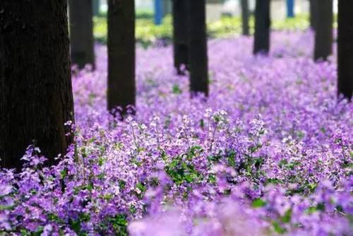     高大的水杉下，一簇一簇的二月兰遥相呼应，小鸟依人。甚至有人说不去南理工的水杉林转转春天是不完整的。