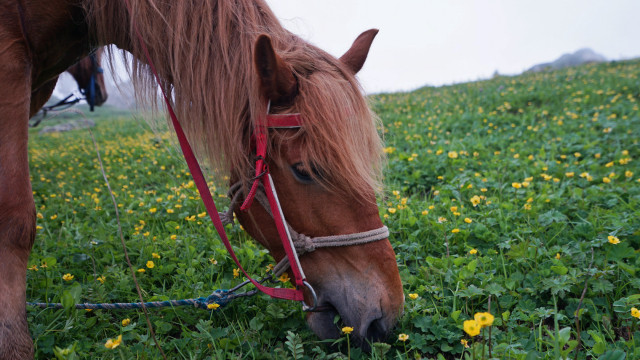 山花烂漫时,生活在别处-穿越那拉提