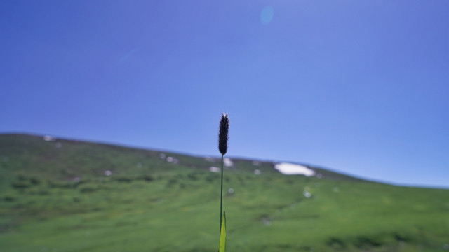 山花烂漫时,生活在别处-穿越那拉提
