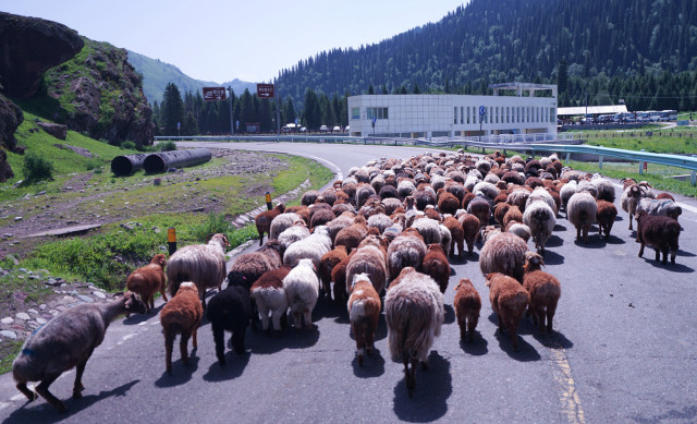 山花烂漫时,生活在别处-穿越那拉提