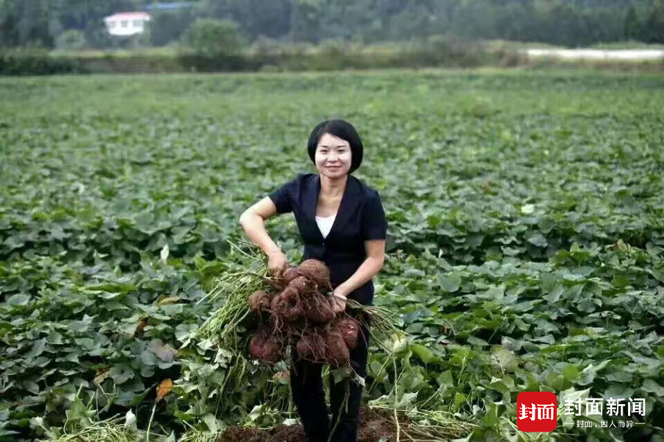 #绿色四川美丽天府#【安岳红薯妹妹 带领4. 