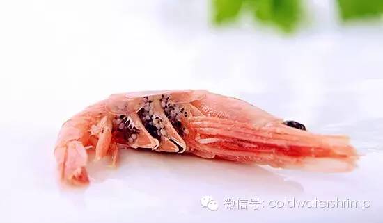 营养美味的野生北极虾虾籽知多少? 营养美味的野生北极虾虾籽知多少?