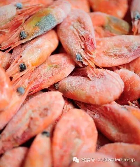 营养美味的野生北极虾虾籽知多少? 营养美味的野生北极虾虾籽知多少?