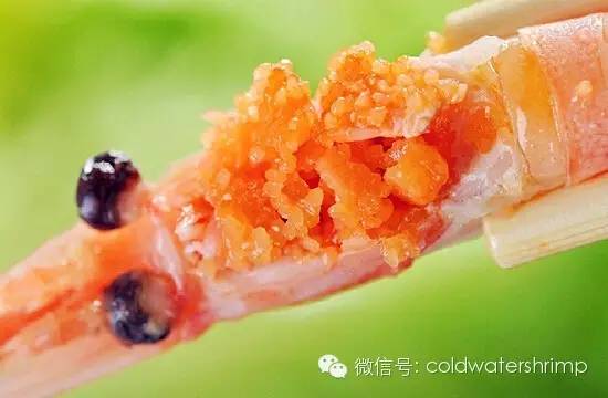 营养美味的野生北极虾虾籽知多少? 营养美味的野生北极虾虾籽知多少?