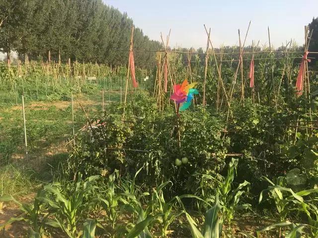 咱丰台发现一个怪村，更怪的是~小伙伴都抢着来租地