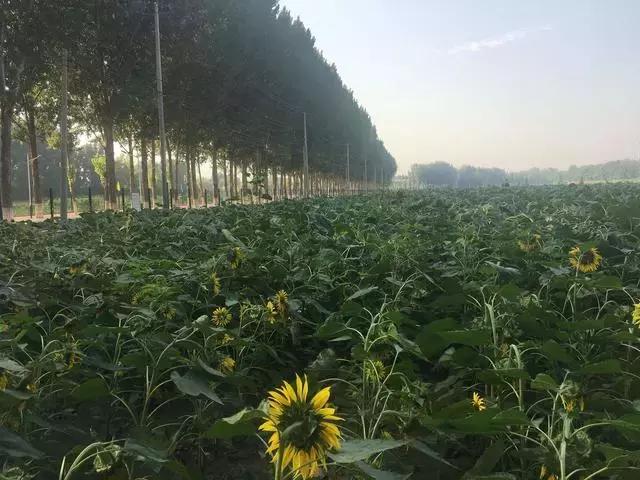 咱丰台发现一个怪村，更怪的是~小伙伴都抢着来租地