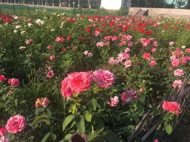 咱丰台发现一个怪村，更怪的是~小伙伴都抢着来租地