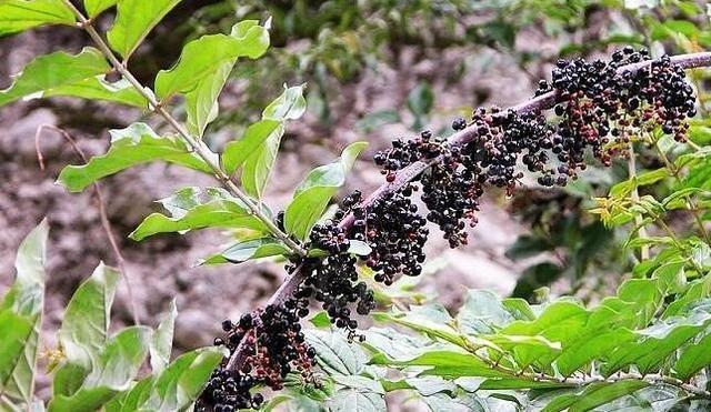 马桑果不是桑葚，警惕误食中毒