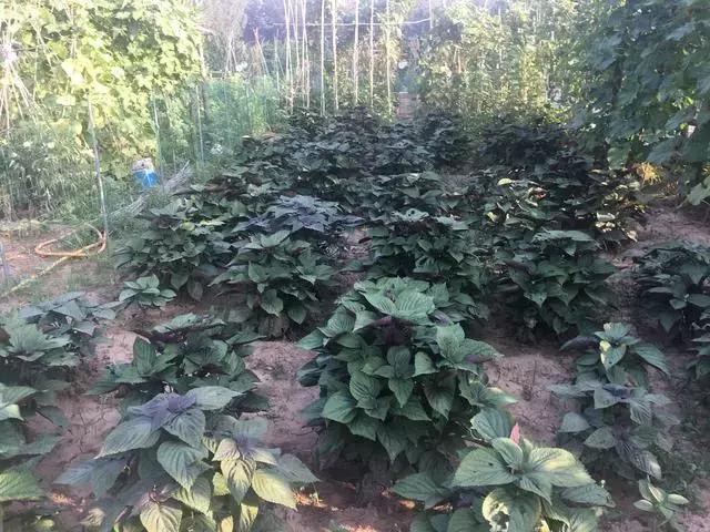 咱丰台发现一个怪村，更怪的是~小伙伴都抢着来租地