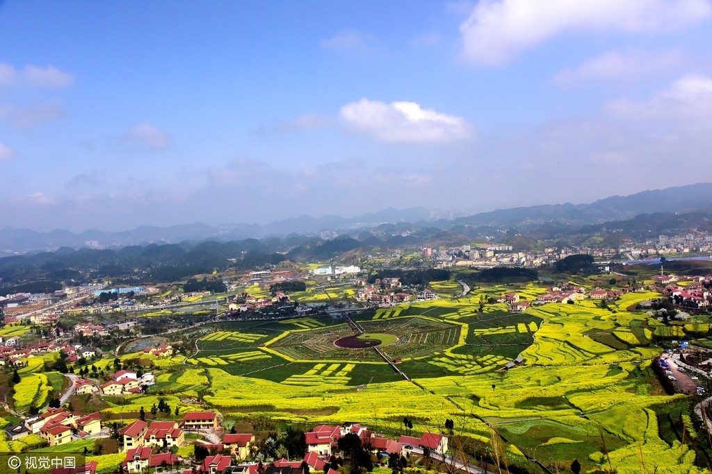 美到没话来形容!贵州仁怀田坎上 种 出八卦图