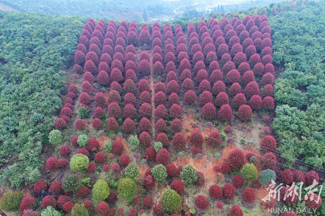 浏阳仙湖村多种花木交种呈现彩色森林