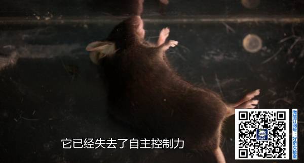 又是这玩意!90后租客靠它夜夜欢歌,杭州警方在屋内一次查获数百箱!