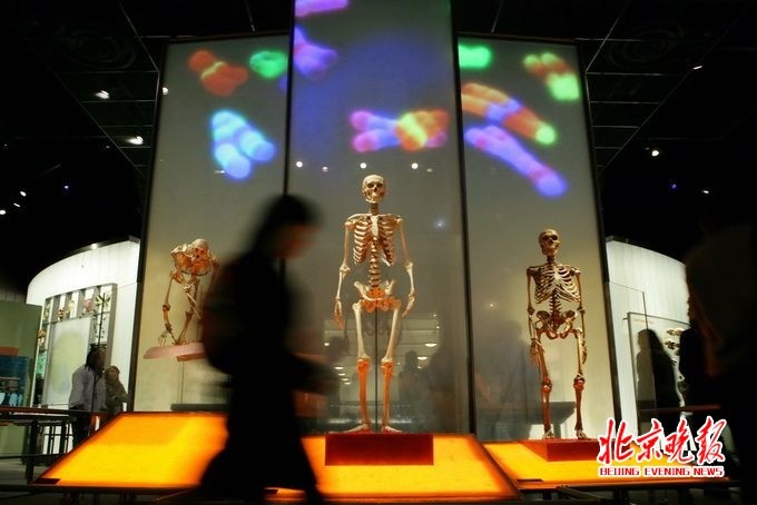 河南发现人类化石 科研人员将复原10万年前许