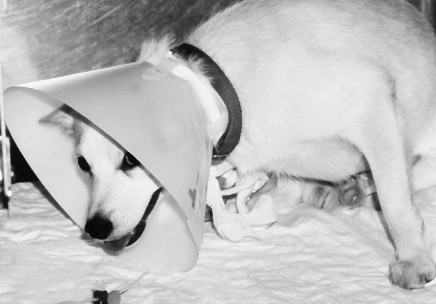 这只腹部疼痛的犬不断调整姿势，站起又坐下试图找到一个不会引起疼痛的姿势