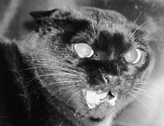 一只股骨骨折的猫咪在股骨被触摸时表现出攻击行为