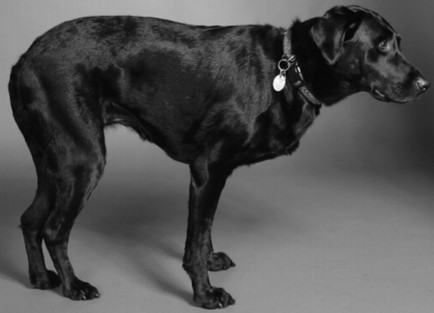 后肢及髋关节疼痛导致这只拉布拉多将身体重心前倾，体重集中在前肢上