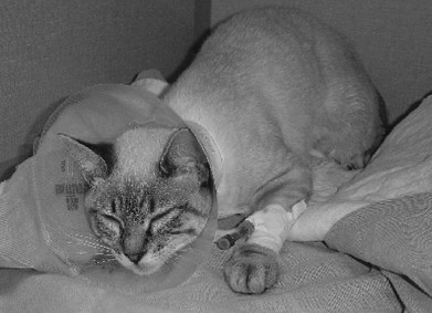 猫咪不会说话,TA的疼痛你都懂吗? 腹部疼痛的猫咪常见姿势