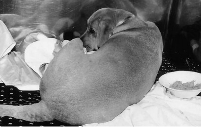 腹部疼痛导致这只拉布拉多犬面对着笼壁数小时不动