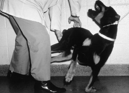 当医生试图触摸这只犬的髋骨时，狗狗表现出攻击行为