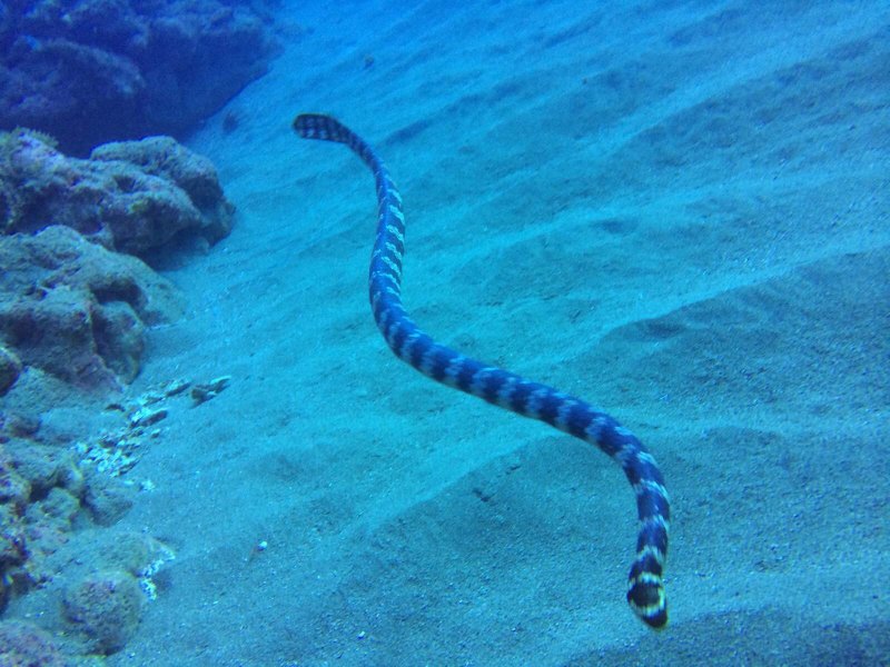 海蛇