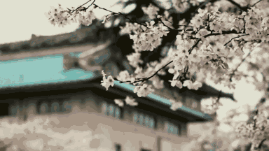 未来,杭州要多一片“樱花之海” △武大樱花