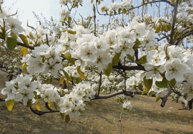 群科杏花……当青海的花儿开始盛放,浸染花香的七彩青海,将颠覆你对