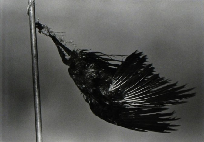 《鸦》是深濑昌久在行将结束第二段婚姻的1976年前后开始，历时六年。作品中，隐晦的鸦，慑人的荒野，深沉的黑白阶调，深濑昌久将自己的忧郁心境完全显露。该画册1986年初版 <wbr>~