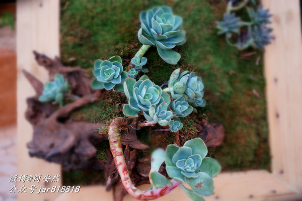 草长莺飞花世界,仙境般美翻的乡村公园