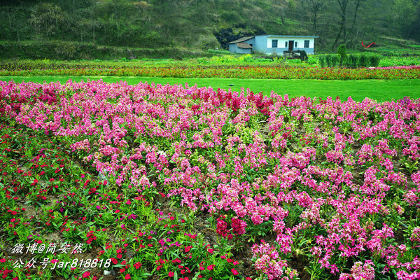 草长莺飞花世界,仙境般美翻的乡村公园