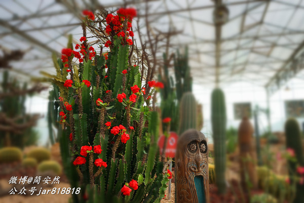 草长莺飞花世界,仙境般美翻的乡村公园