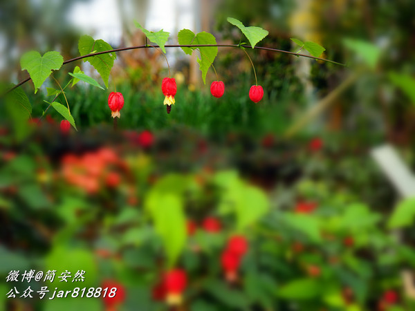 草长莺飞花世界,仙境般美翻的乡村公园