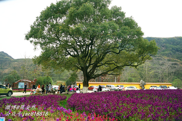 草长莺飞花世界,仙境般美翻的乡村公园