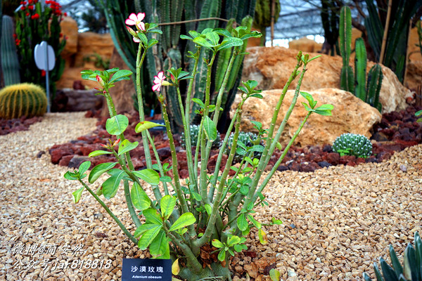 草长莺飞花世界,仙境般美翻的乡村公园