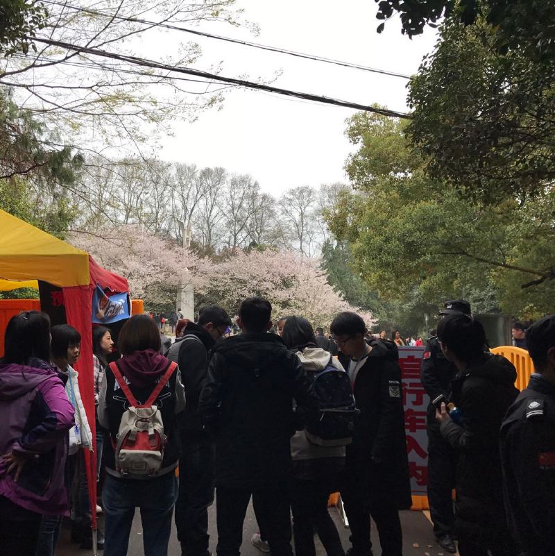 我在樱花节返校逛了逛,结果却差点没进去武汉