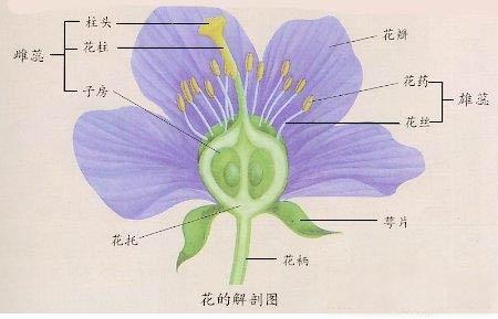 容易混淆的 蔷薇科姐妹花 ——梅花,李花,梨花,杏花,桃花,樱花,海棠花