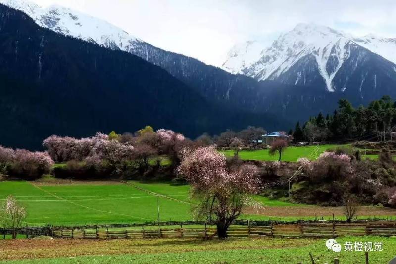 西藏 <wbr>| <wbr>春日林芝桃花运(续篇)