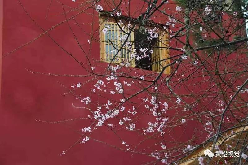 西藏 <wbr>| <wbr>春日林芝桃花运(续篇)