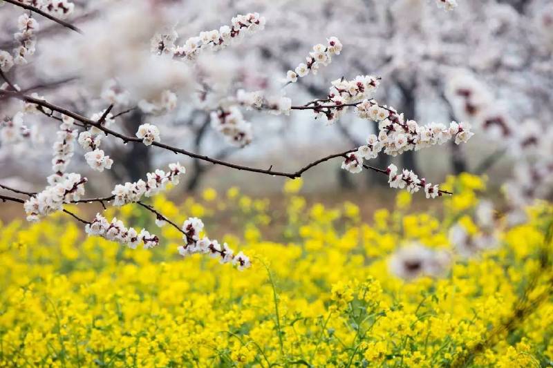 面朝阳光,春暖花开 山西平陆 3月12日,山西平陆,洁白杏花、金黄油菜花迎着春雨尽情绽放,别有一番韵味