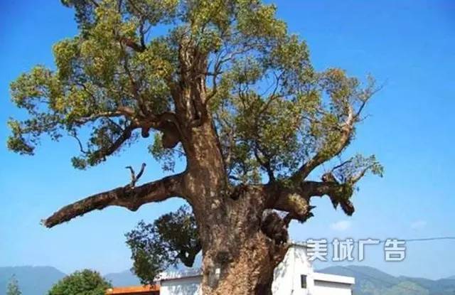 集美第一高峰——钉顶尾山(美丽的山146) 图片来自网络