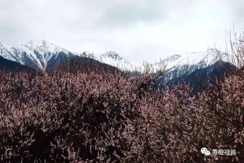 西藏 <wbr>| <wbr>春日林芝桃花运(续篇)