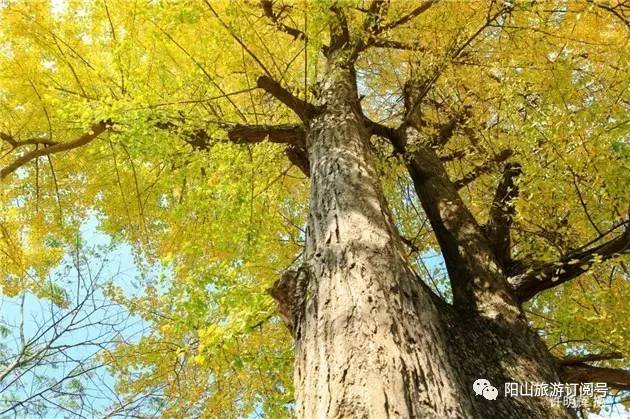 【秀美小江】赏醉美风景,品尝最正宗的小江牛杂!