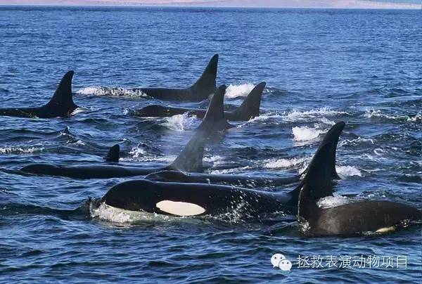 虎鲸在野外群居生活。图片来自网络。