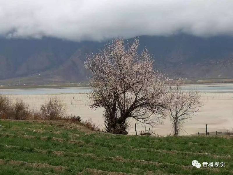 西藏 <wbr>| <wbr>春日林芝桃花运(续篇)