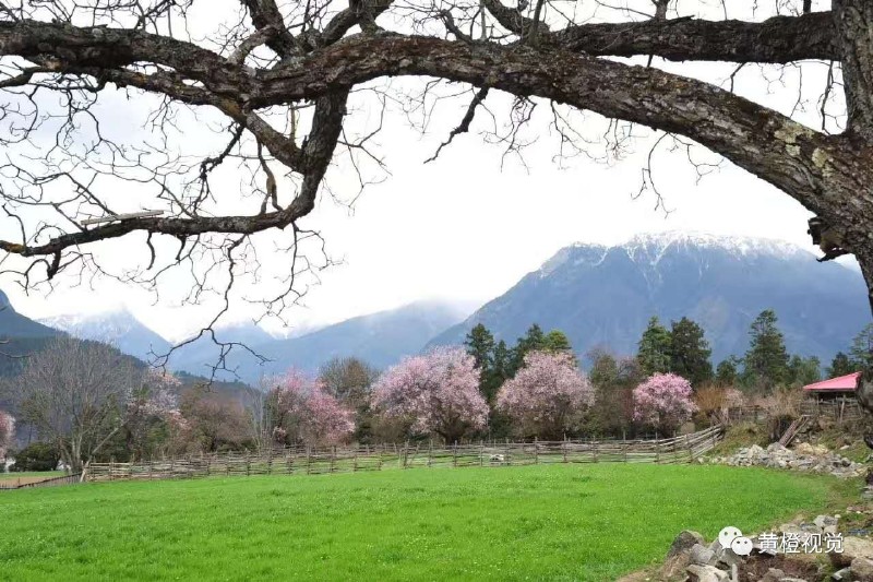 西藏 <wbr>| <wbr>春日林芝桃花运(续篇)