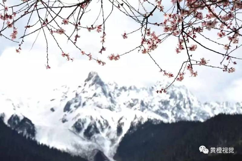 西藏 <wbr>| <wbr>春日林芝桃花运(续篇)