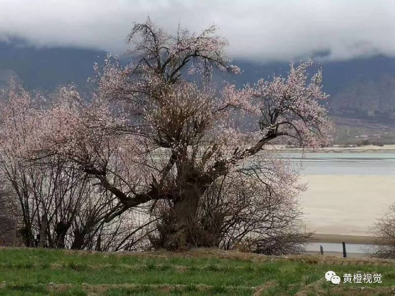 西藏 <wbr>| <wbr>春日林芝桃花运(续篇)