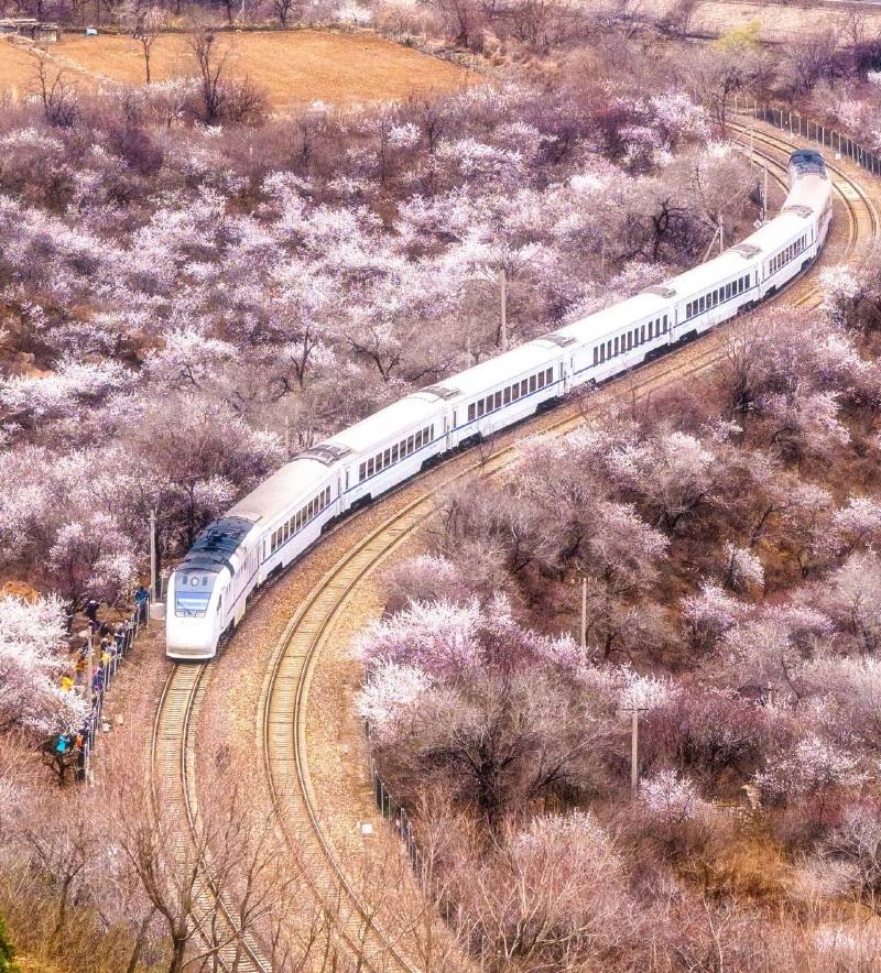 面朝阳光,春暖花开 北京居庸关长城 3月26日,北京,居庸关长城脚下,山桃、杏花竞相开放,列车在花海中