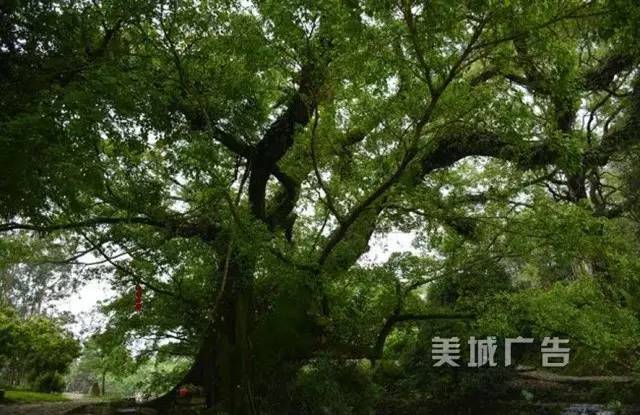 集美第一高峰——钉顶尾山(美丽的山146)