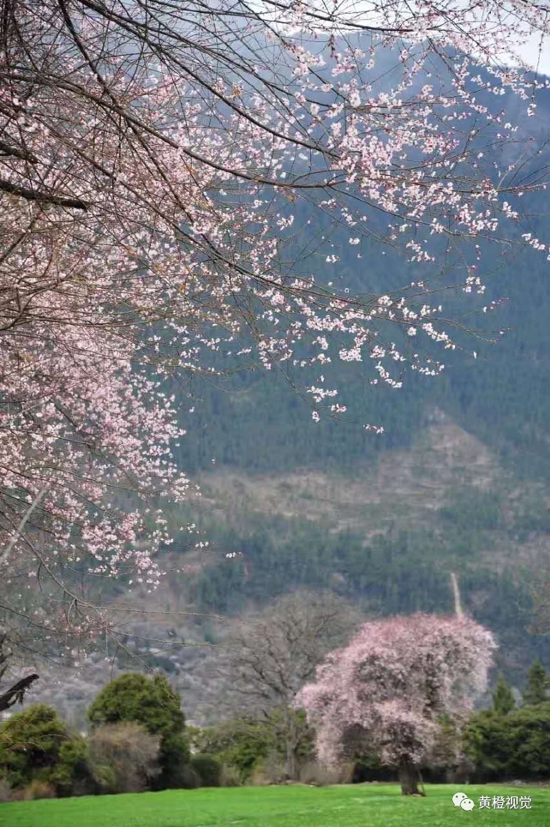西藏 <wbr>| <wbr>春日林芝桃花运(续篇)