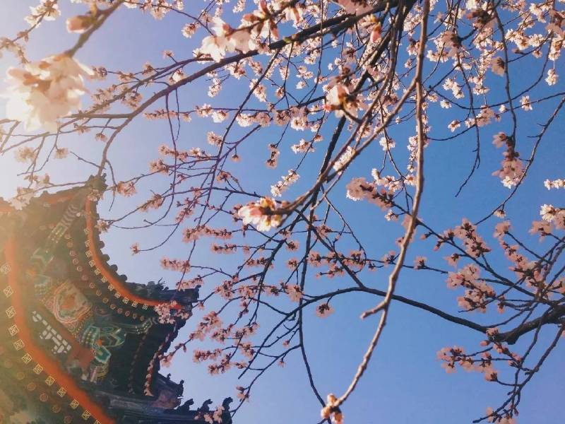 面朝阳光,春暖花开 北京颐和园 3月,北京颐和园,风和日丽,春色醉人。